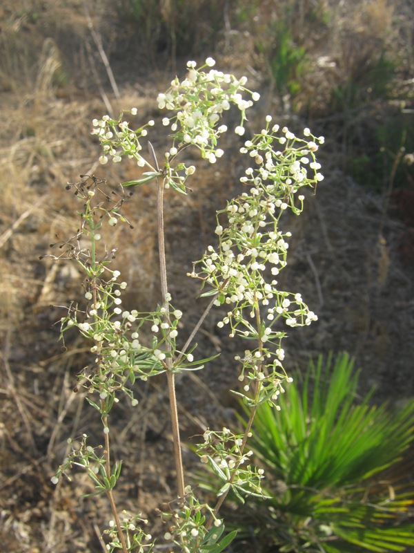 Galium litorale / Caglio litorale